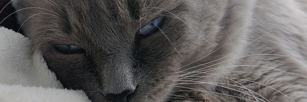 Семья Шестаковых Жизнь В Тобольске И Деревне