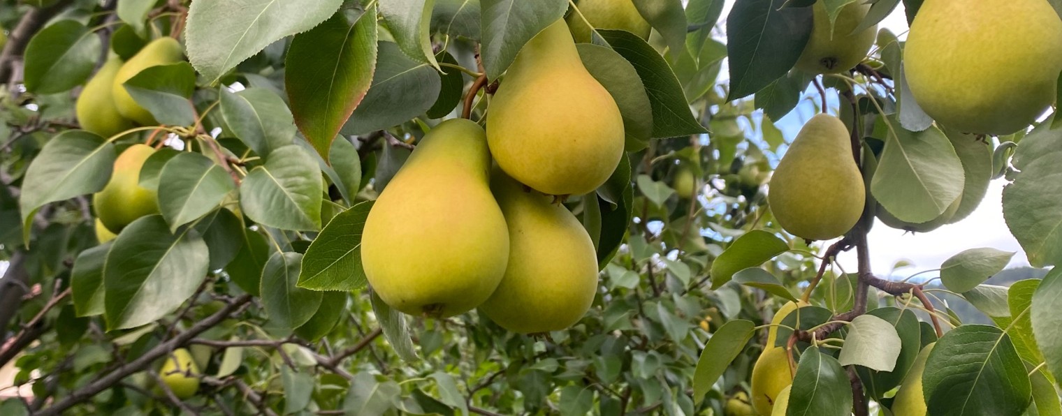 Вьём гнездо