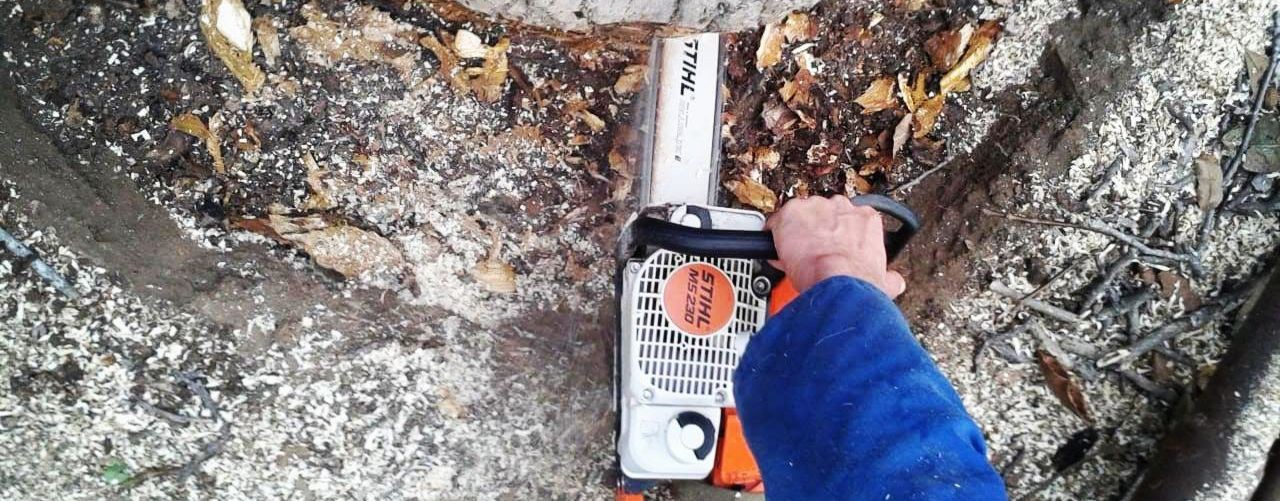 Спил деревьев