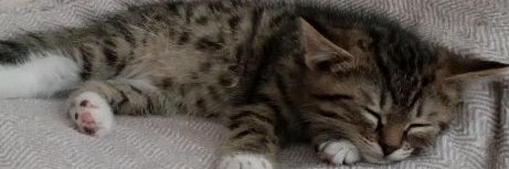 Котик Боссик