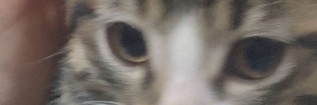 КОШКА ПЕТРУШКА😺