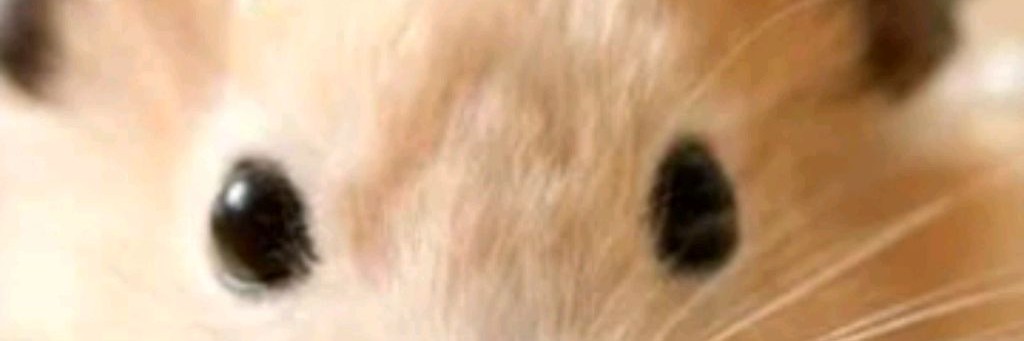 Аделька-фрикаделька