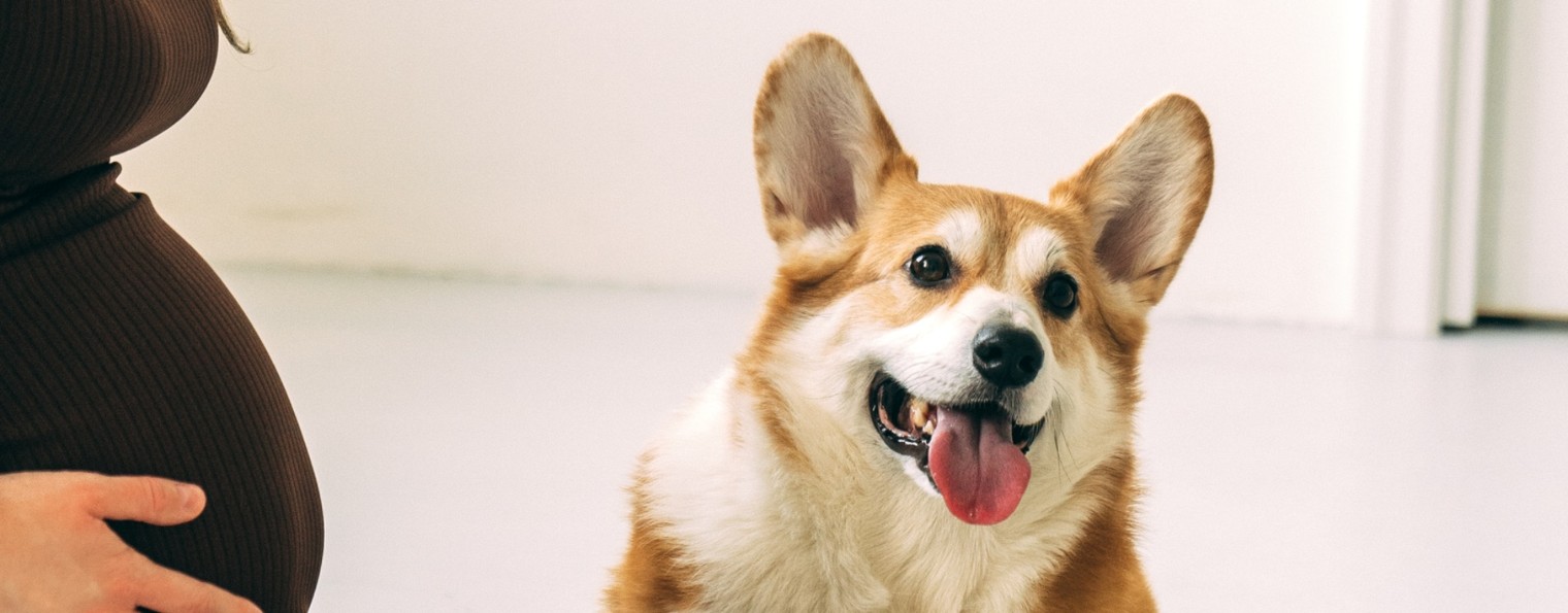 Семья корги Феликса