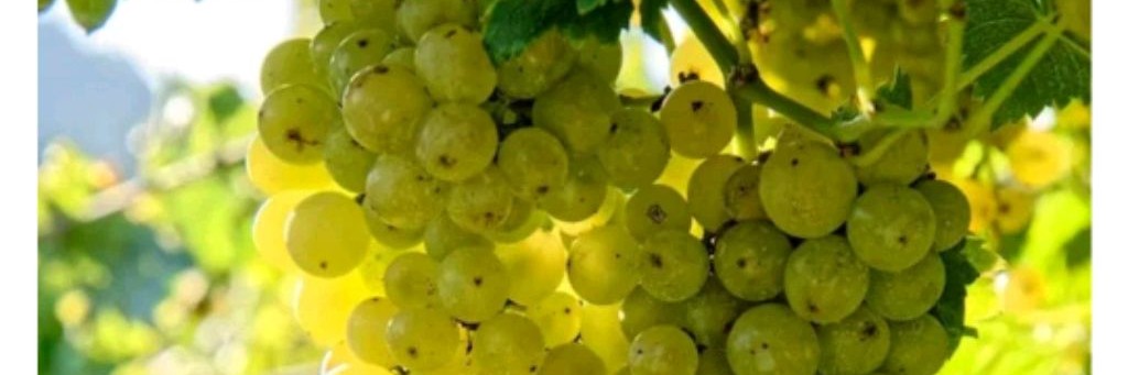 АБРОСИМОВА СВЕТЛАНА