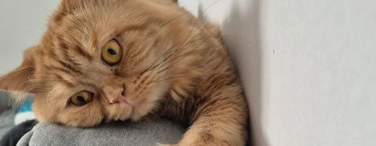 КотоЛёха.
