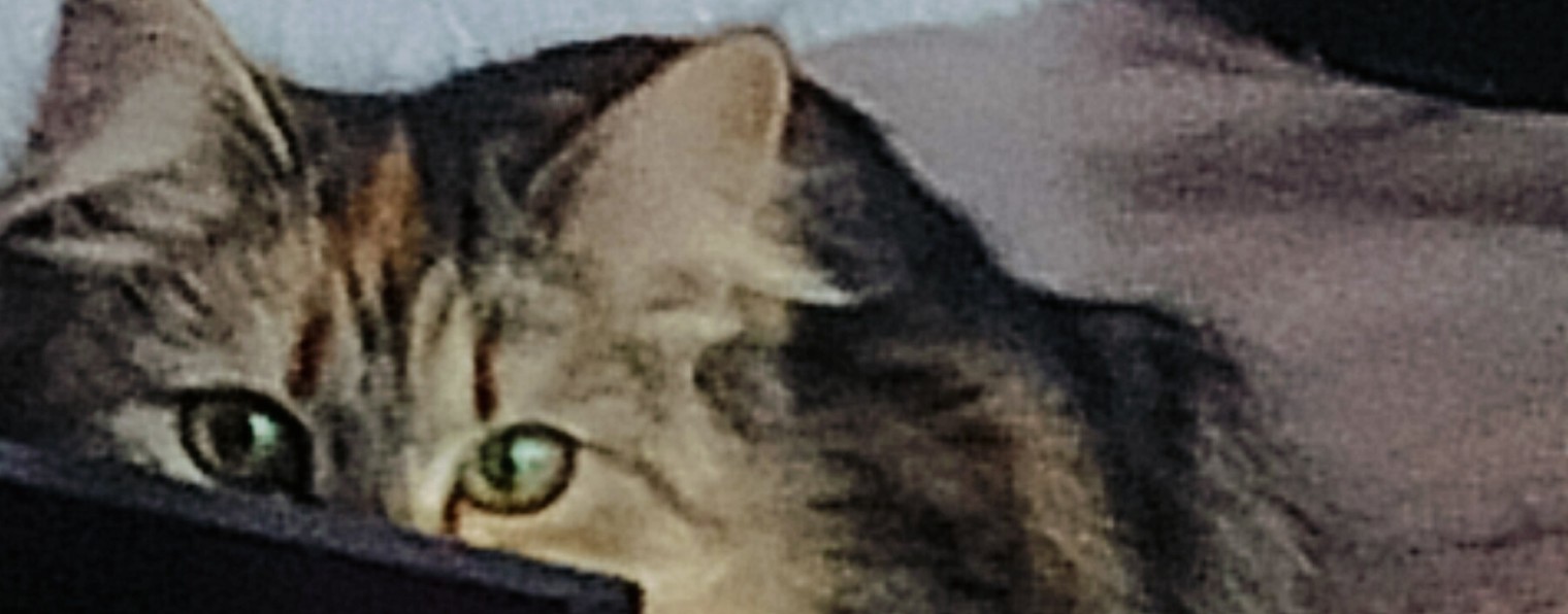 🧀≈ cheese ≈🧀 {Кошки и суп}