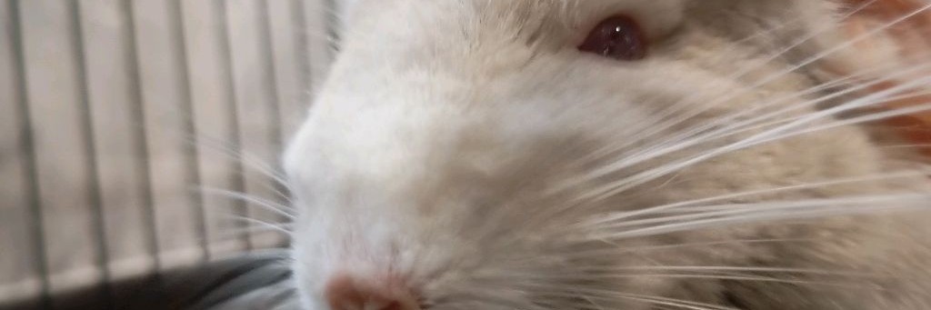 Шиншилки!!!