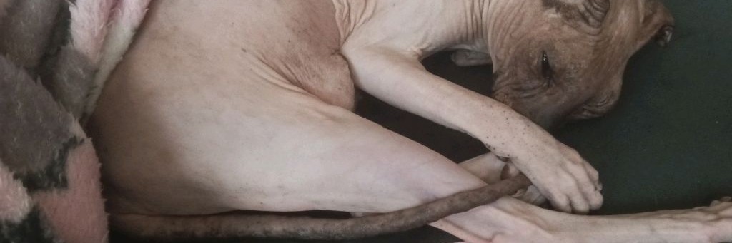 Лиси Играет