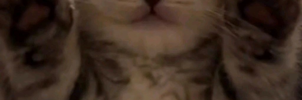 Серый Котенок