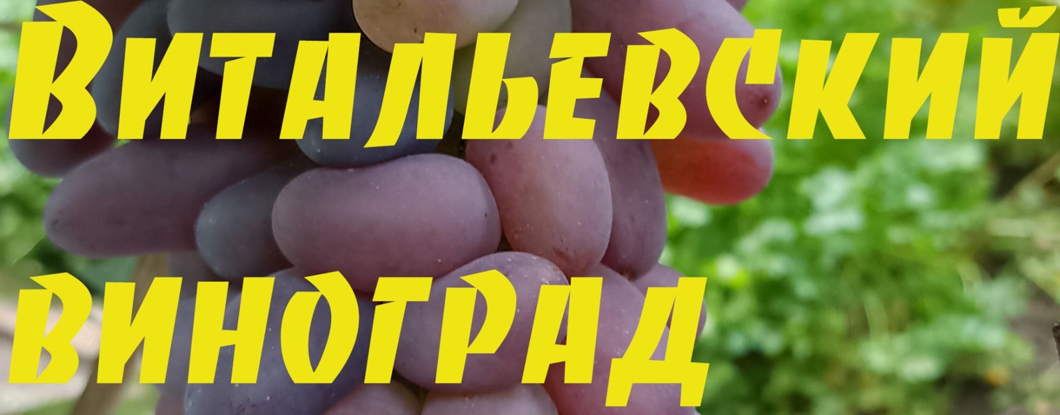 Витальевский виноград
