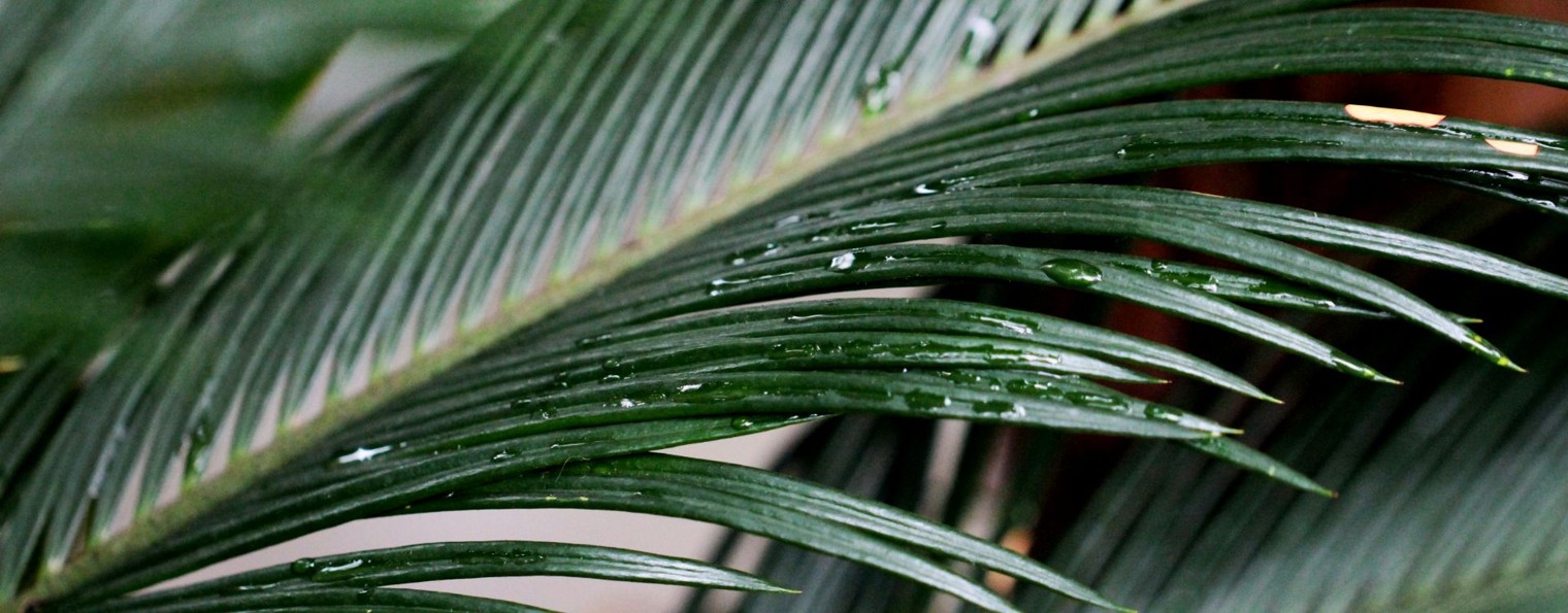 Алёна Сабли