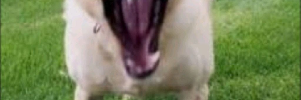 Видео Поток