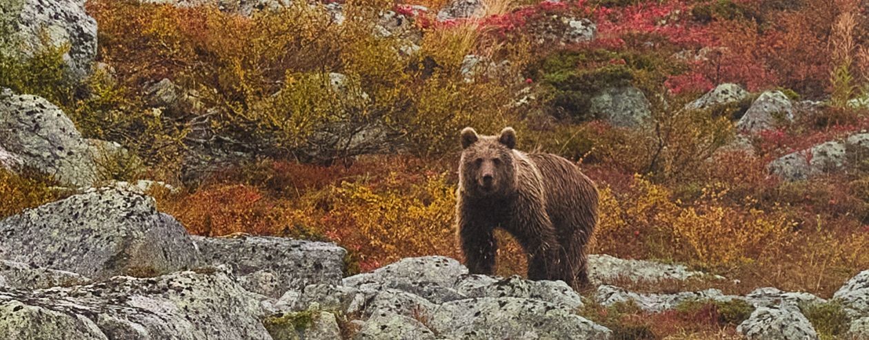 Тундра . Ловозеро . Жизнь Севера