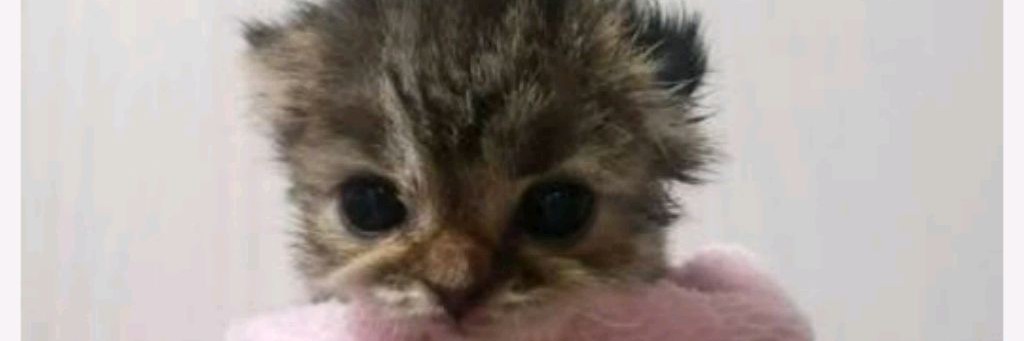 Я с вишенками