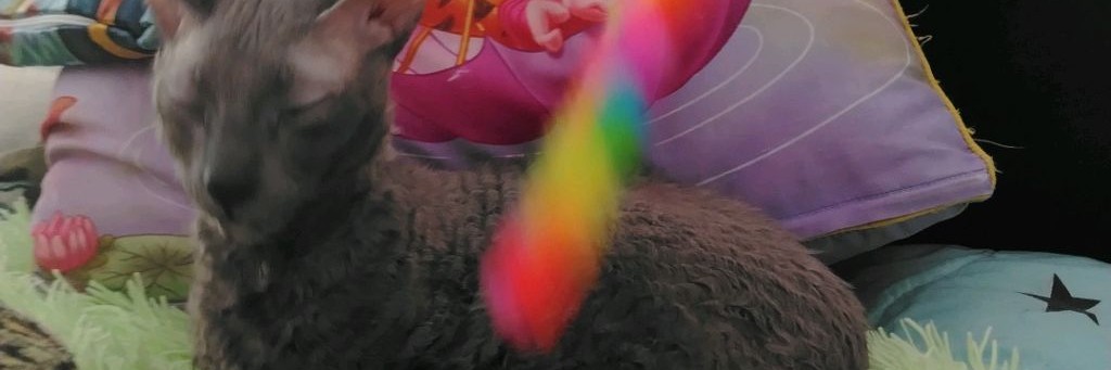 🐇 The little pets🪺