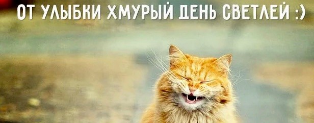 Мурчальник