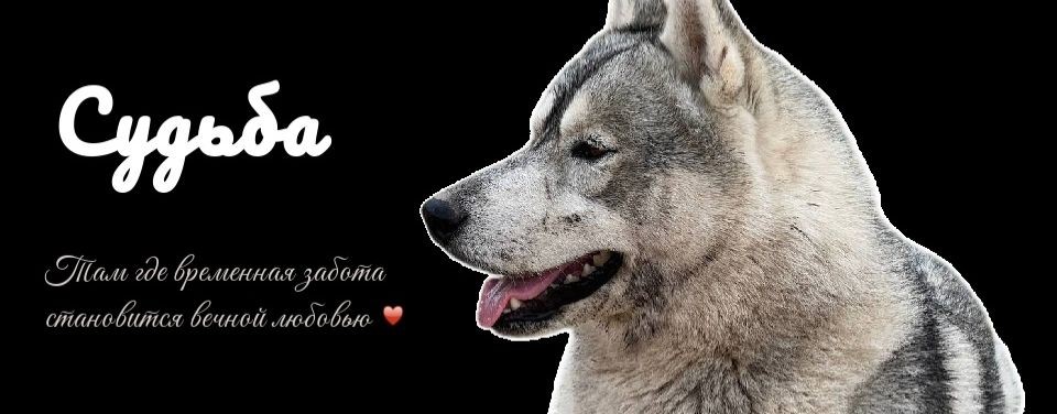 Приют для животных «Судьба»