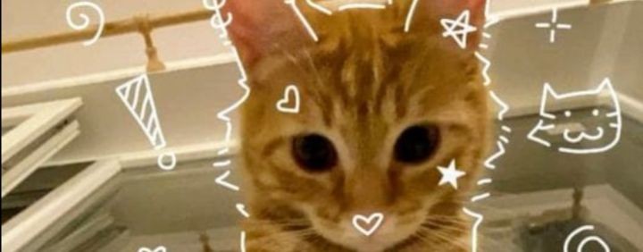 Диана I love you cats and dogs