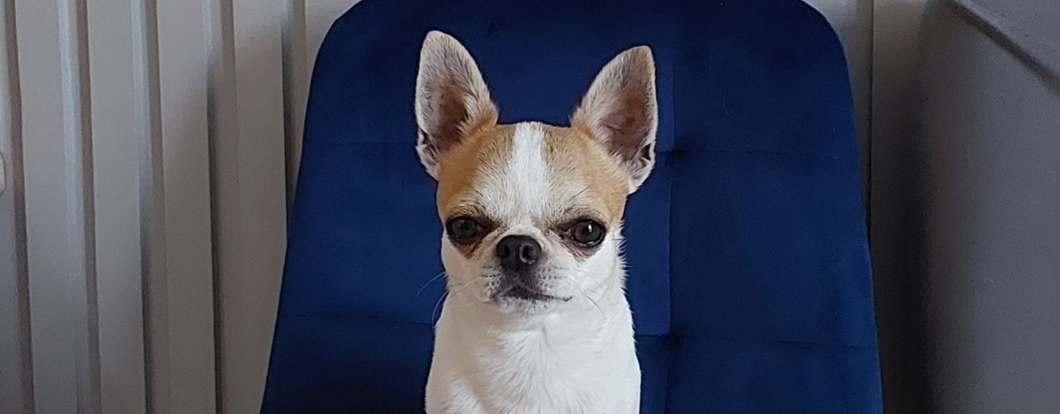 Принц Реди чихуахуа