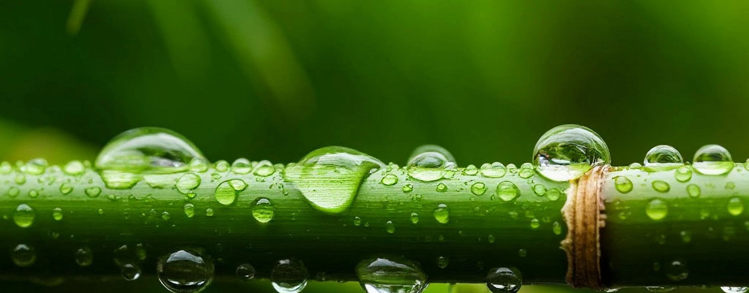 Viva la Vida: Красота в слове и звуке