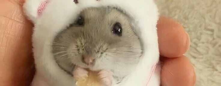 красный пёс.