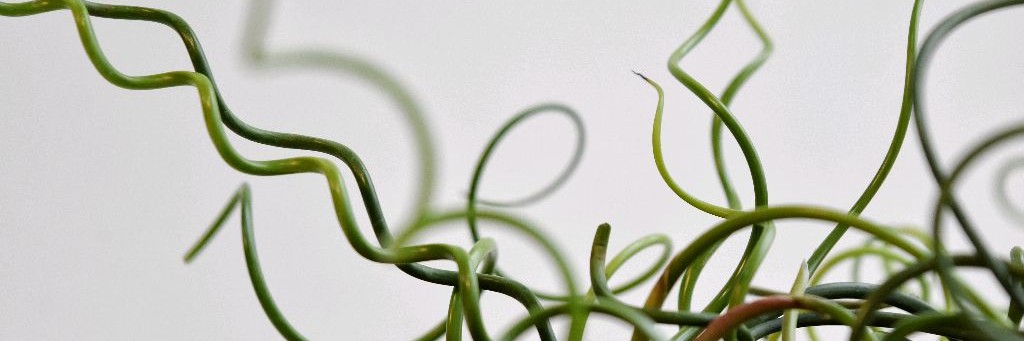 ЭТИ ИНТЕРЕСНЫЕ РАСТЕНИЯ 🌿