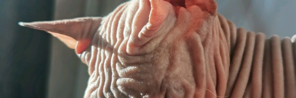 Бухталекс и СемьЯ