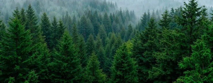 КлипыГенриха