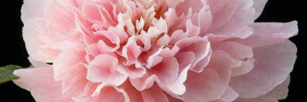 Пионовая Мечта