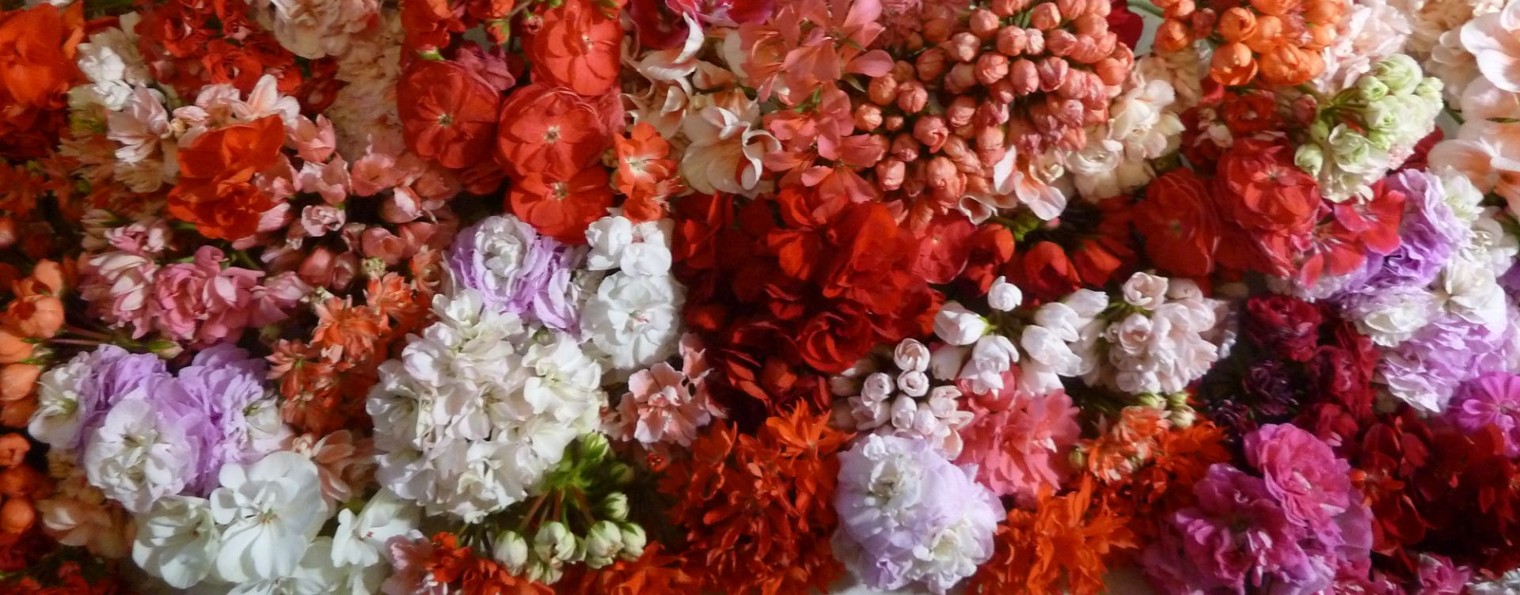 Будни Пеларгониевого Маньяка