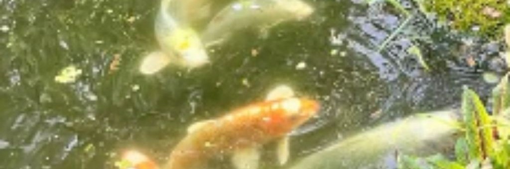 #🪼 Eℒℒу's Fамiℒy 🍁 (рест)