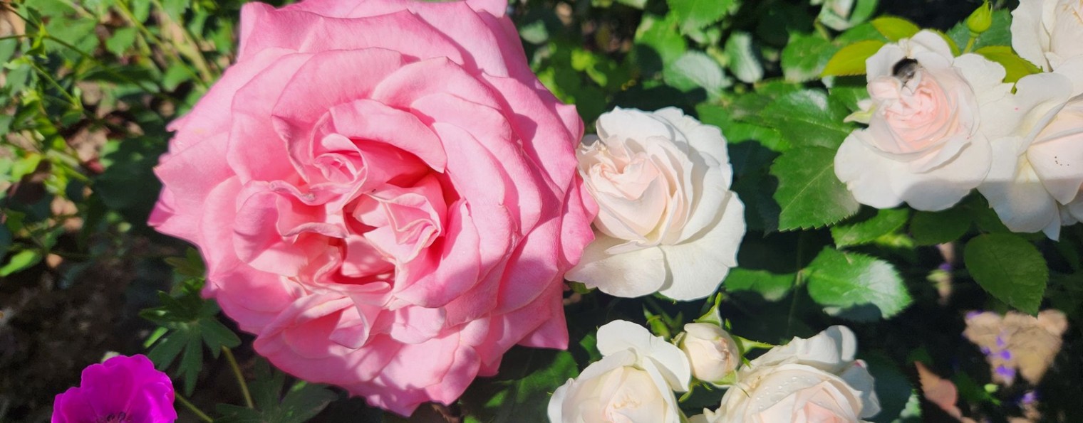 Цветы в саду или Дачные Радости