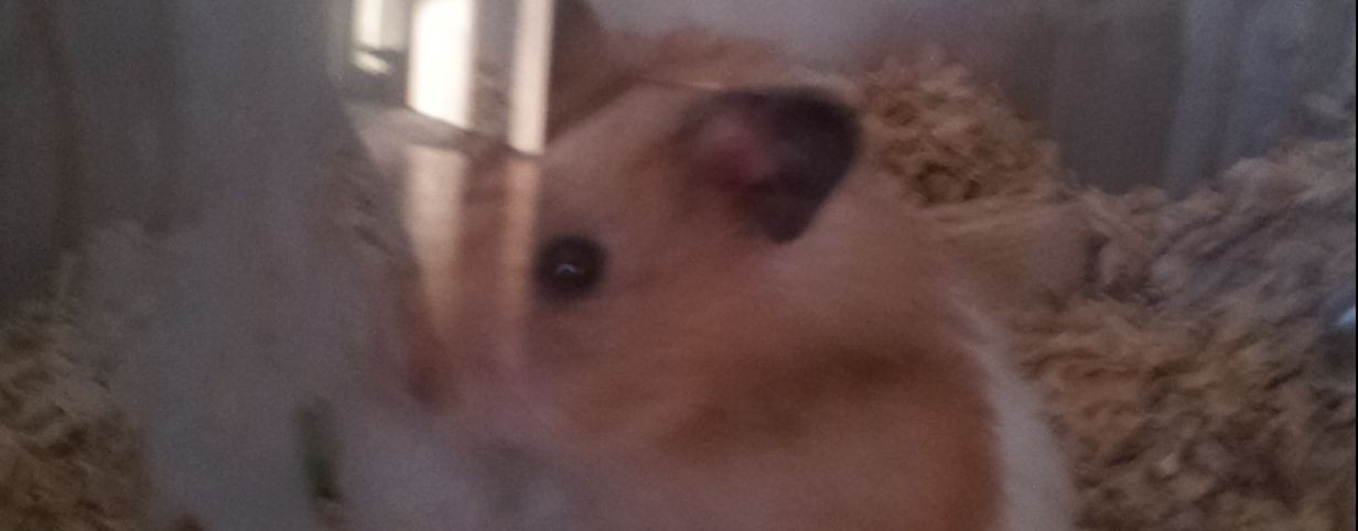 Djustin Жассик