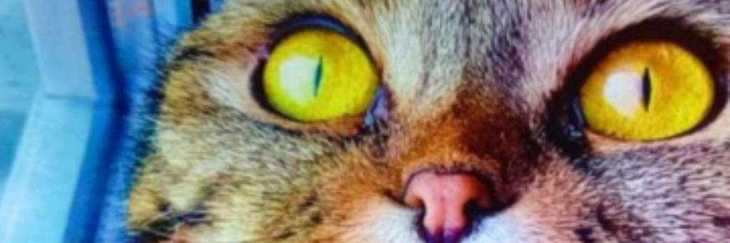 челленджи и  игры