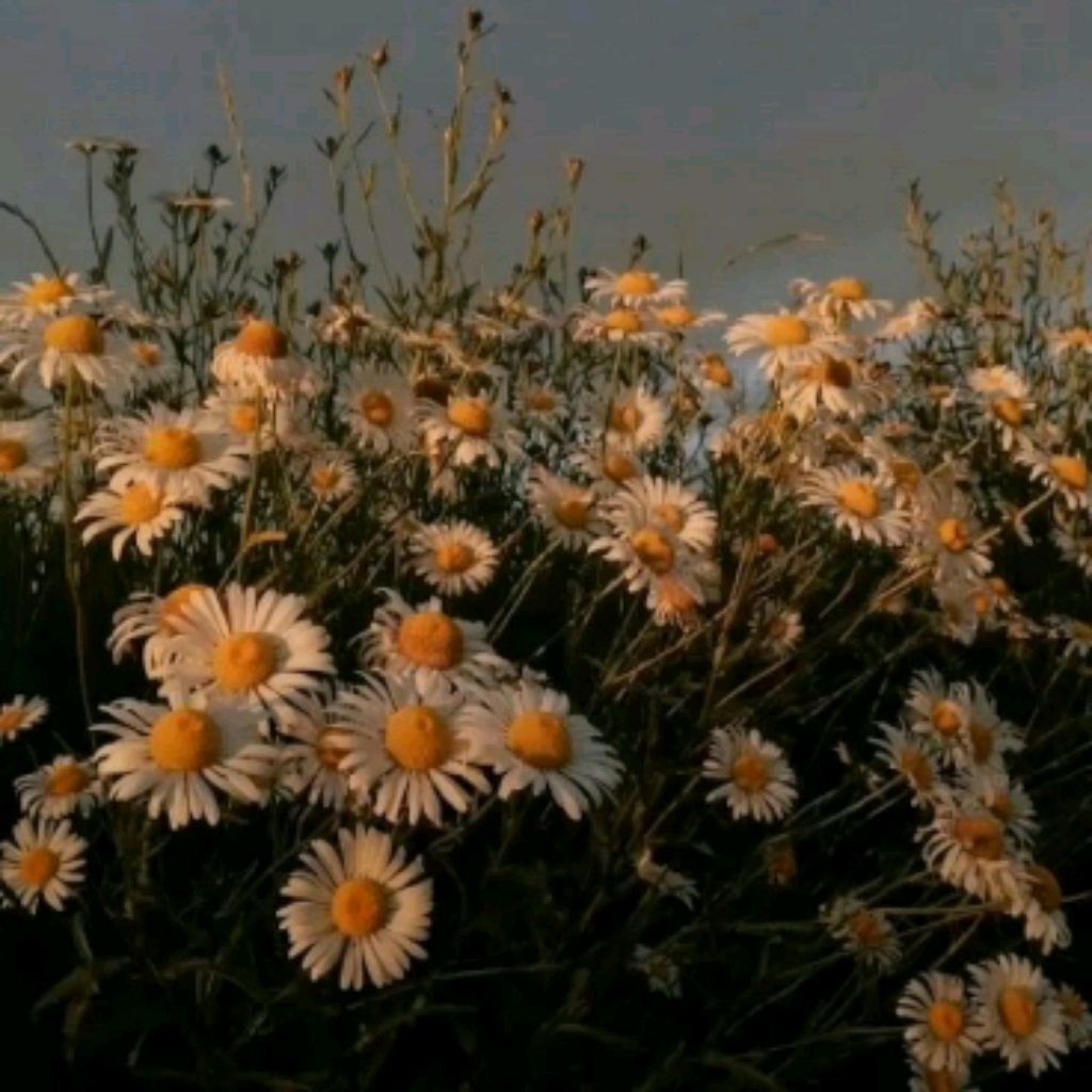 ☘︎☺︎........♛☆BLACK РОМАШКО☆♛........☺︎☘︎