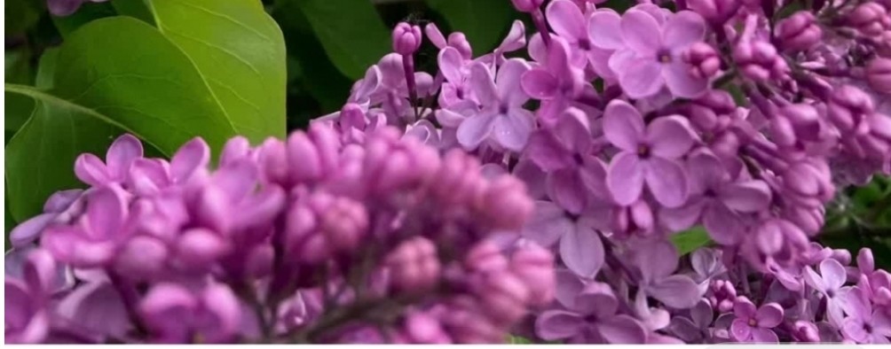 Слава Курский