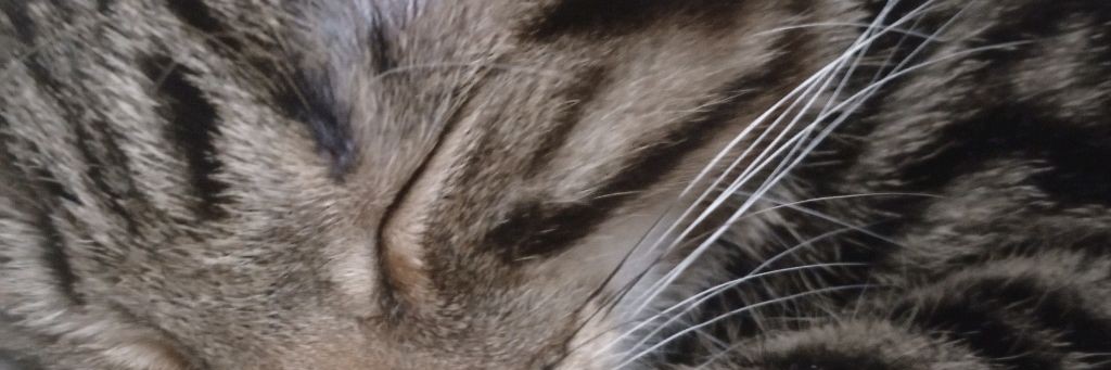 Кот Ричи 😺