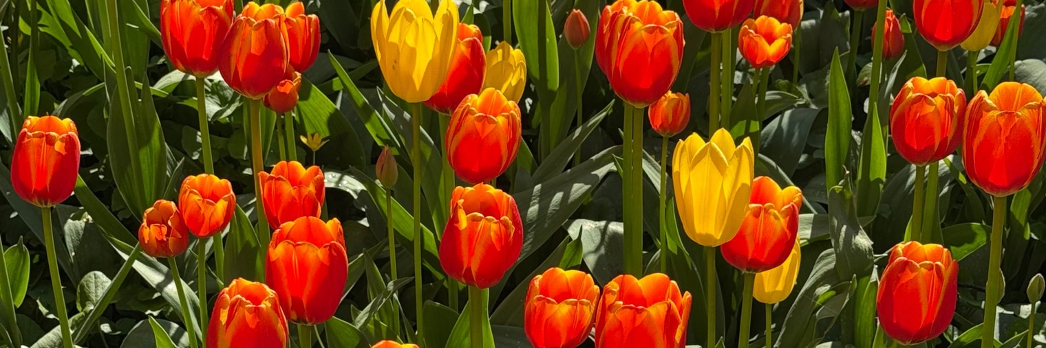 Диана Жигилий