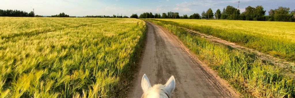 Галинка - КониСчастье