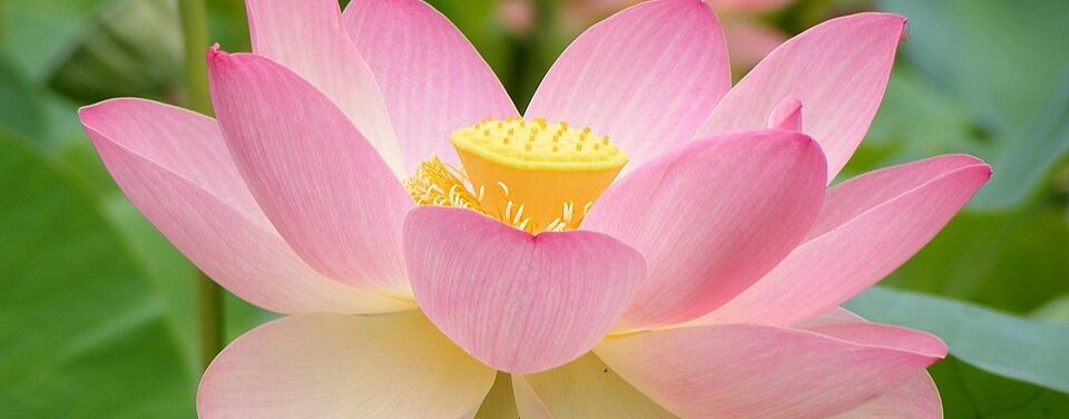 Мудрость ведруссы