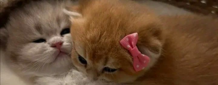 Котик Вероника family ✧༺♥༻✧