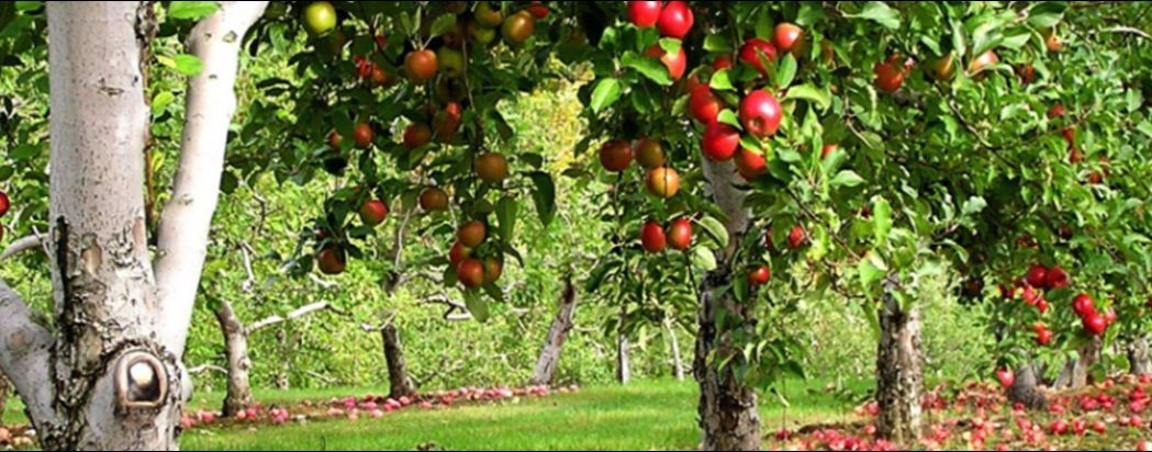 Сад и огород с Ольгой Ивановой