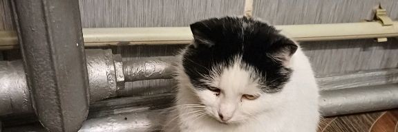 Ирис Кис-кис