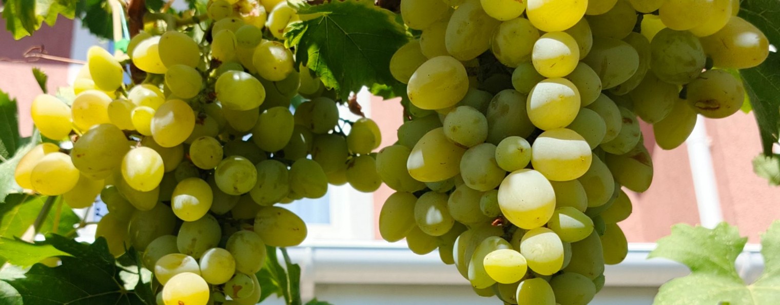 Приятное Свидание