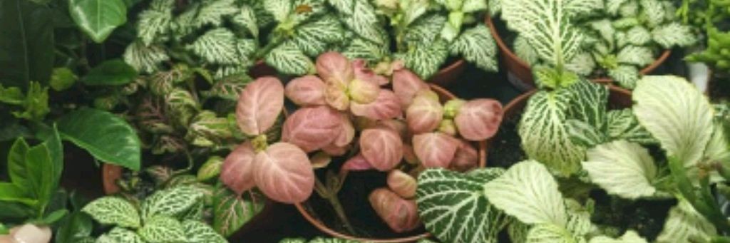 Флора-Маркет