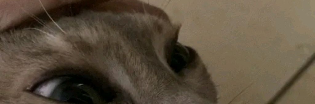 Doggy444