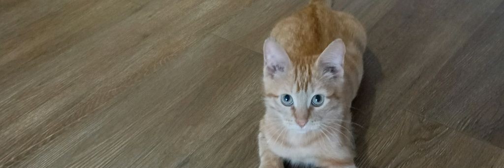 Кириллка Котик 222