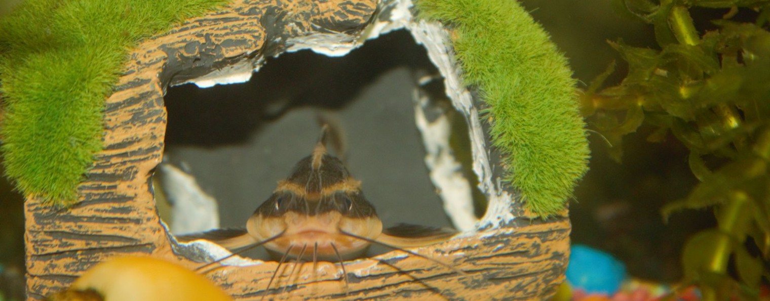 Андрей Лаз.