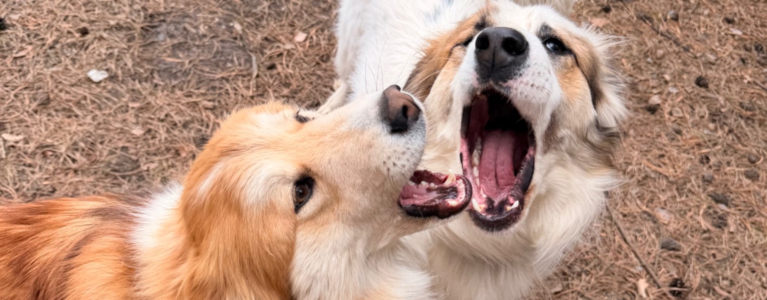 Ксюша про детей, собак и стройку