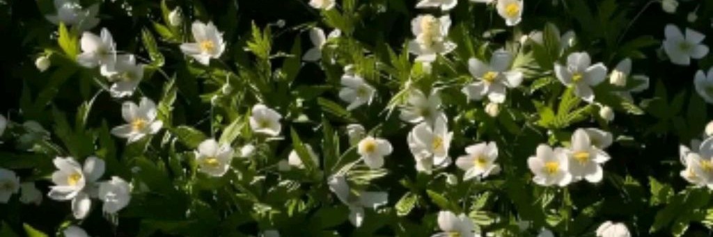 ⋆᥉ᥲ᥉hⲙιk⋆✓